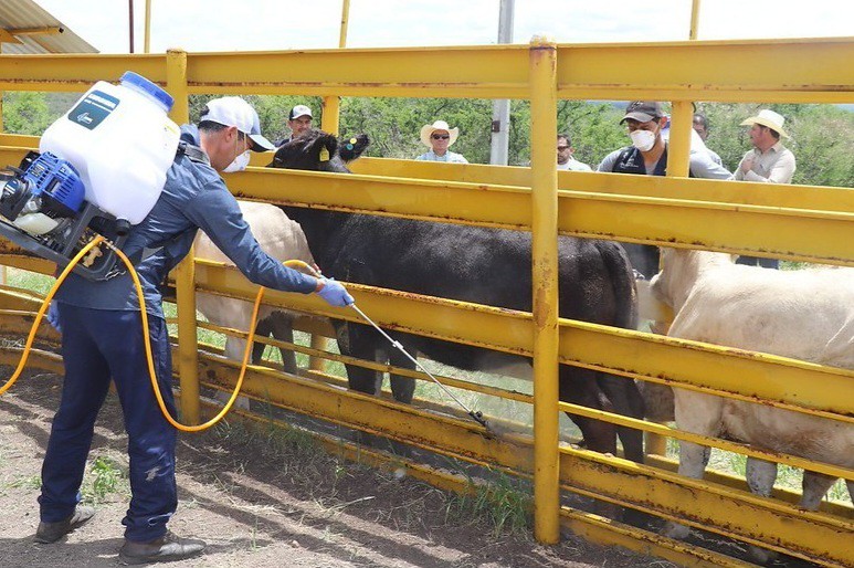 SADER Jalisco atiende nuevo caso de Gusano Barrenador del Ganado en Santa María del Oro