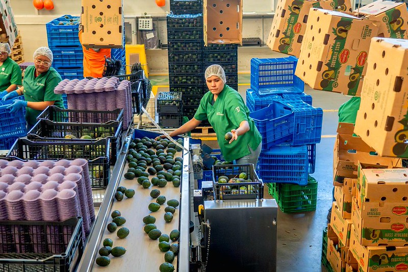 Jalisco enviará 4 mil 390 toneladas de aguacate a Estados Unidos en 2026