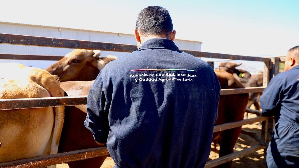 SADER Jalisco contiene segundo caso de Gusano Barrenador en Jilotlán y refuerza vigilancia sanitaria