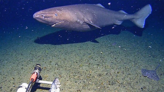 Tiburón ‘Tanque’ desafía la Ciencia en las Aguas Antárticas