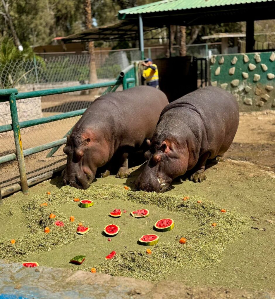 Celebra el amor en familia en el Zoológico Sahuatoba