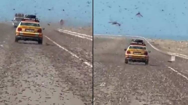 Enjambre de langostas africanas causa caos en carreteras de España