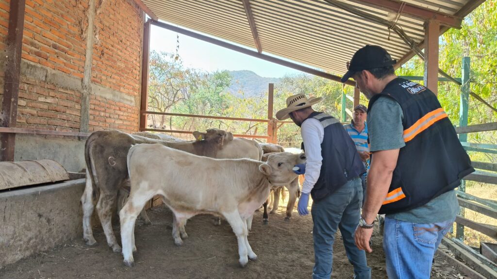 SADER y ASICA reportan seis casos activos de gusano barrenador en Jalisco