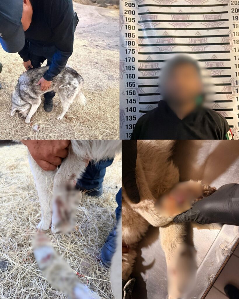 Por maltrato a perrito lo detiene el operativo Dragón y al animalito lo llevan a curación
