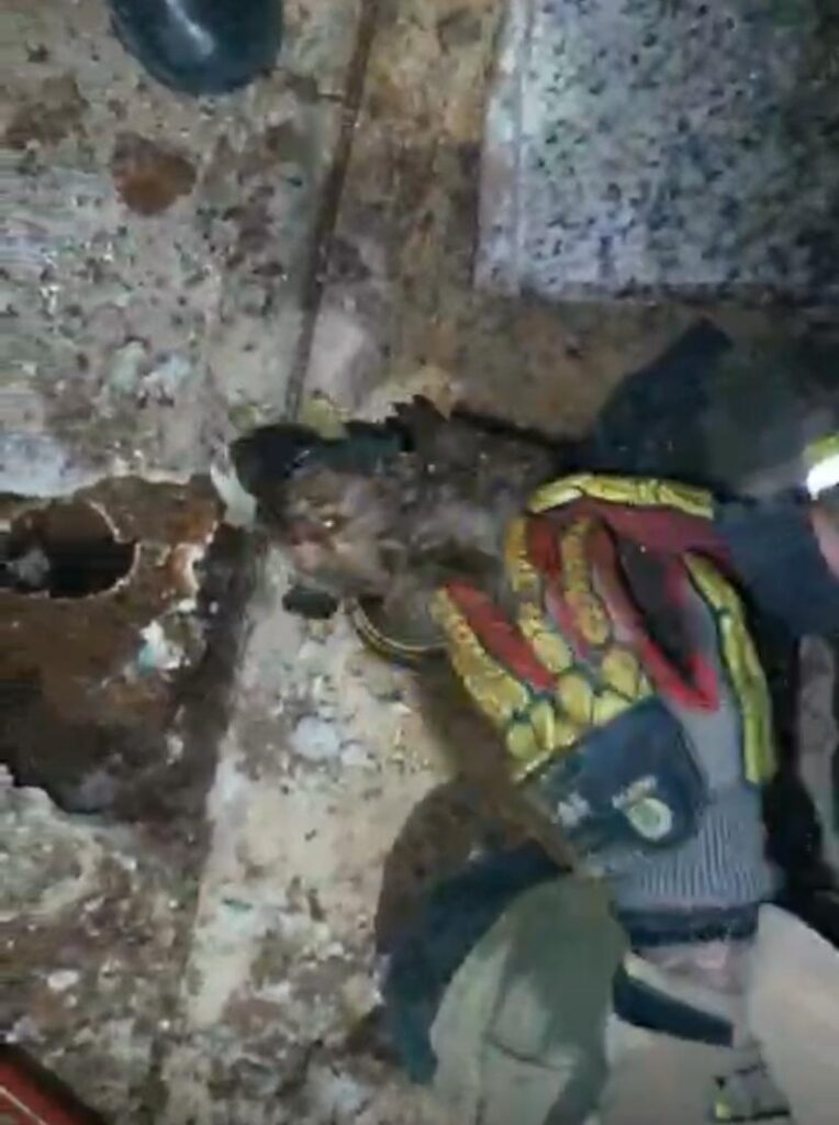Bomberos rescatan a perrito recién nacido del drenaje donde estaba atrapado