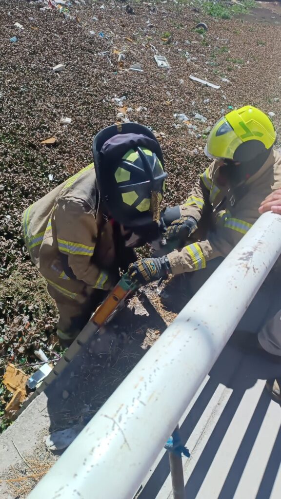Perrito cayó al Arroyo Seco y los bomberos lo rescataron