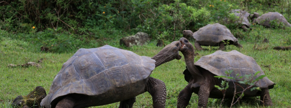 Las tortugas gigantes vuelven a las islas Galápagos