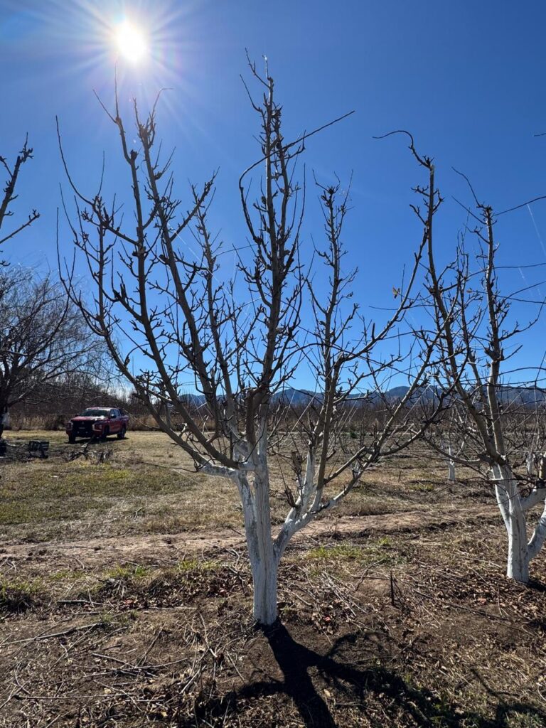 No basta amanecer a 0°C: el manzano ya no acumula frío útil en Canatlán, advierte Dr. Delgado