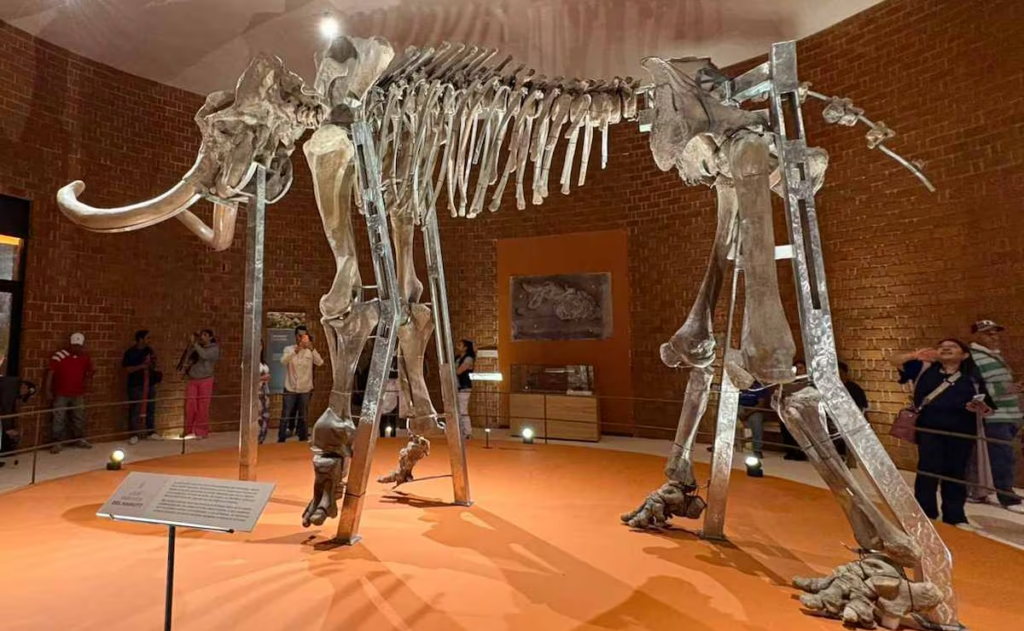 Reinauguran el Museo del Mamut tras cuatro años en restauración
