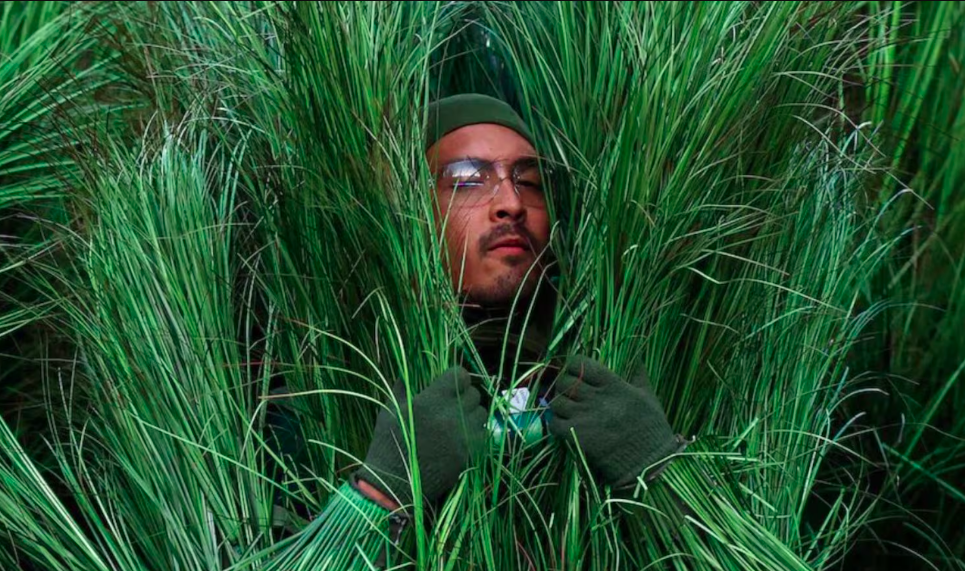 Sale en venta disfraz de “arbusto” del show de Bad Bunny en Super Bowl