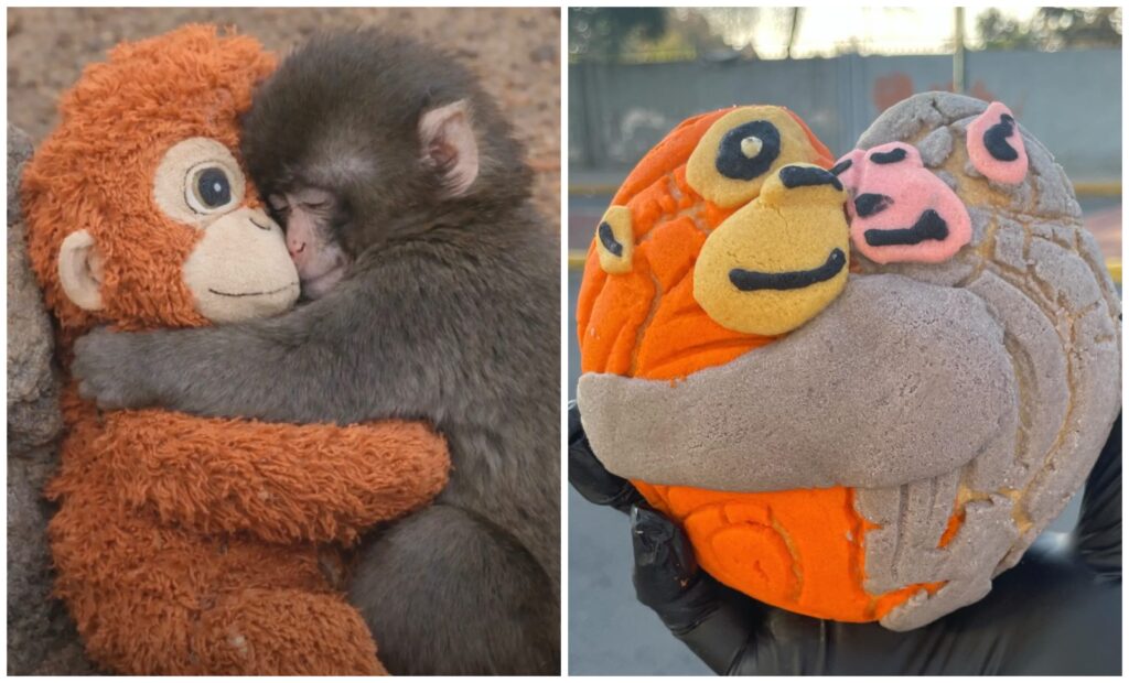 Crean la “Conchanguito”, inspirada en Punch, el monito que conquistó internet