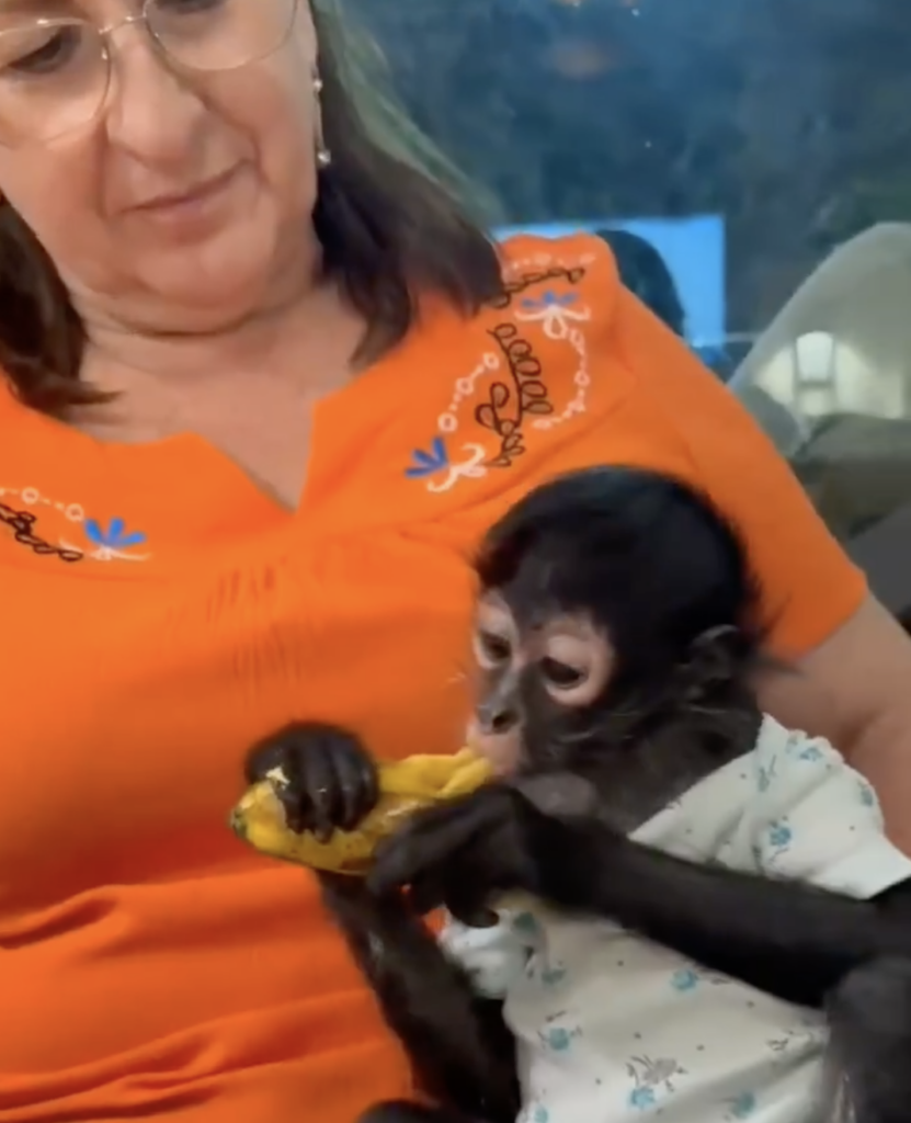 Profepa presenta denuncia por posesión ilegal de mono araña de regidora de Ocotlán