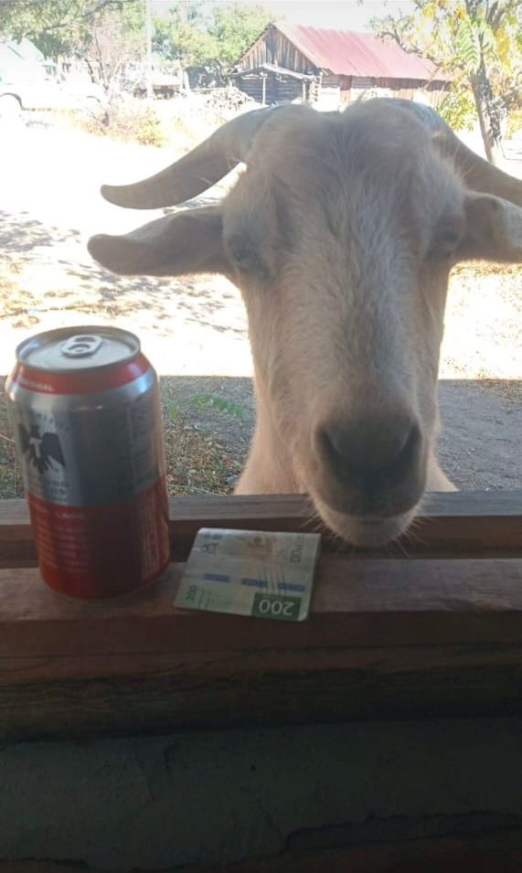 Chivencio, el chivo más famoso de la Sierra Tarahumara