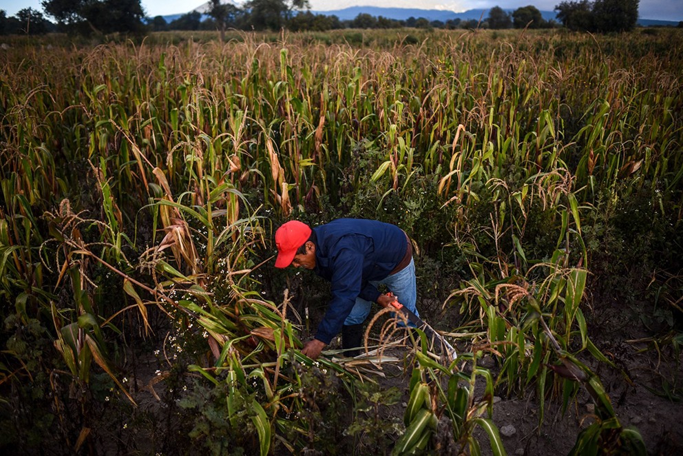 Estados Unidos invertirá 40 mdd en investigación del maíz en México