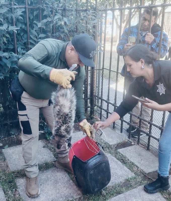Tlacuache irrumpe en oficinas de Durango y moviliza a corporaciones