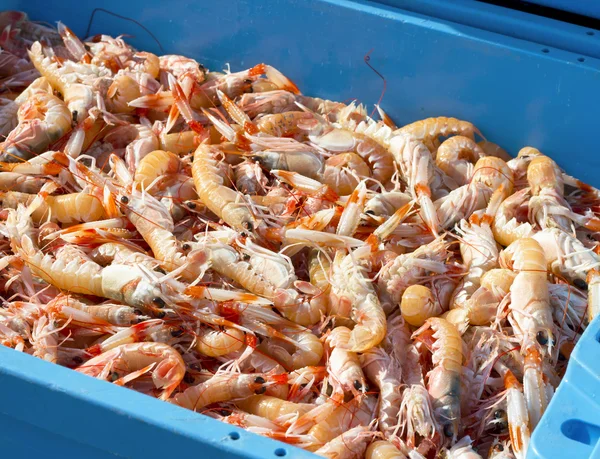 Temporada de camarón en Nayarit cierra con números rojos