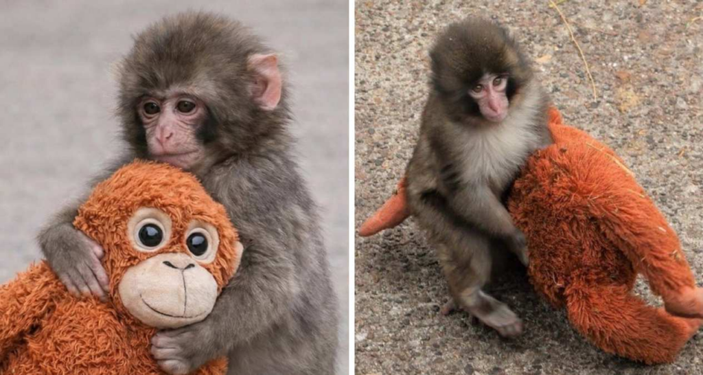 PETA critica exhibición de Punch y pide su traslado inmediato