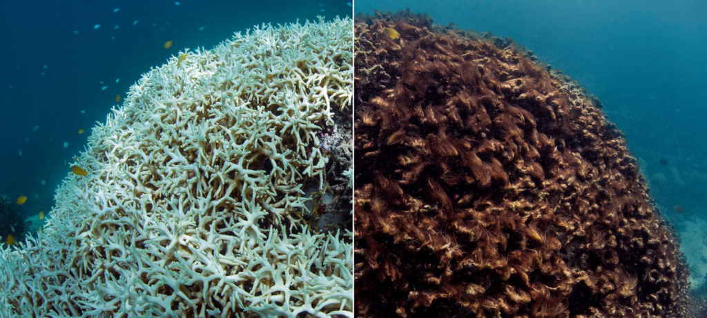 Arrecifes de coral, víctimas del calentamiento extremo de los océanos