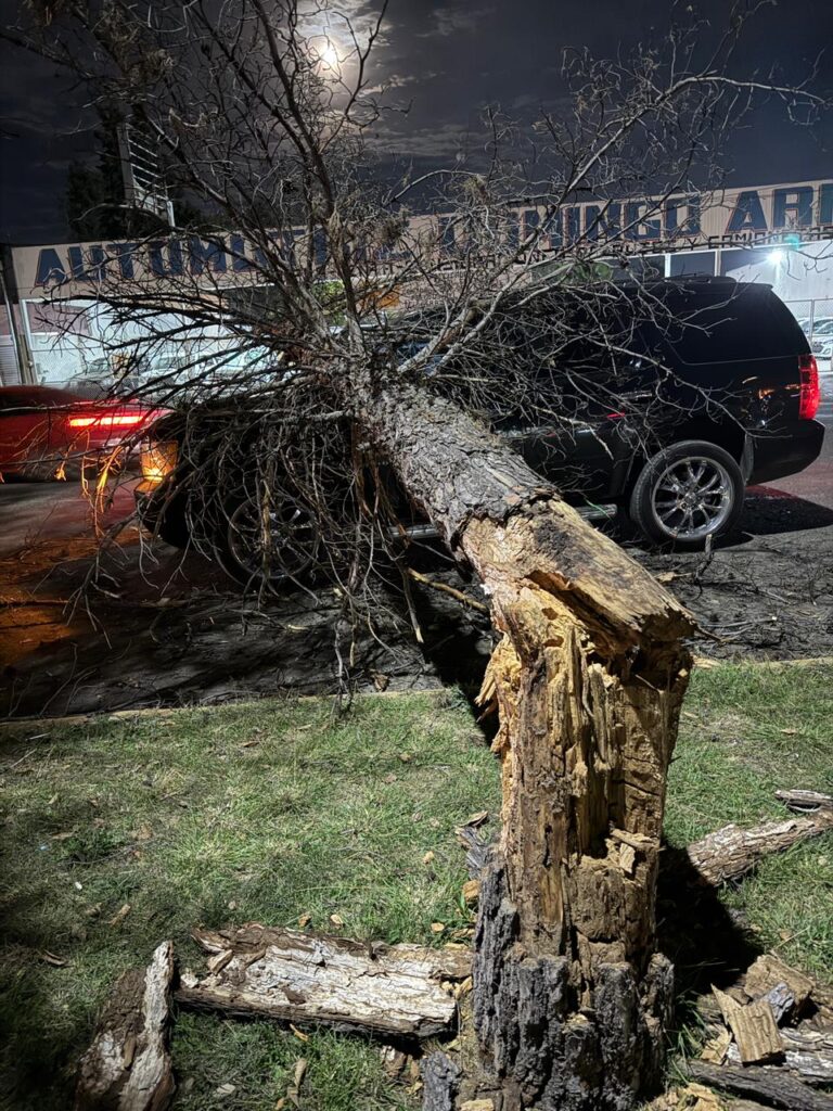 Árbol cayó sobre camioneta en circulación en transitado bulevar; viajaban 5 personas