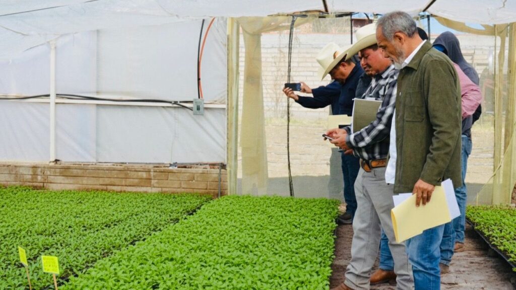 Impulsando el Campo; Hay Avances en el Cultivo de Chile en Poanas