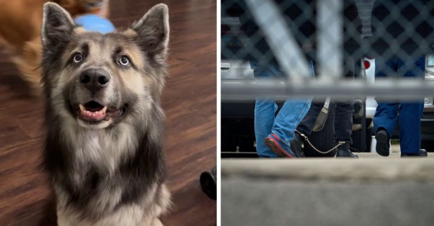 La crisis migratoria en EE. UU. deja a miles de mascotas sin hogar