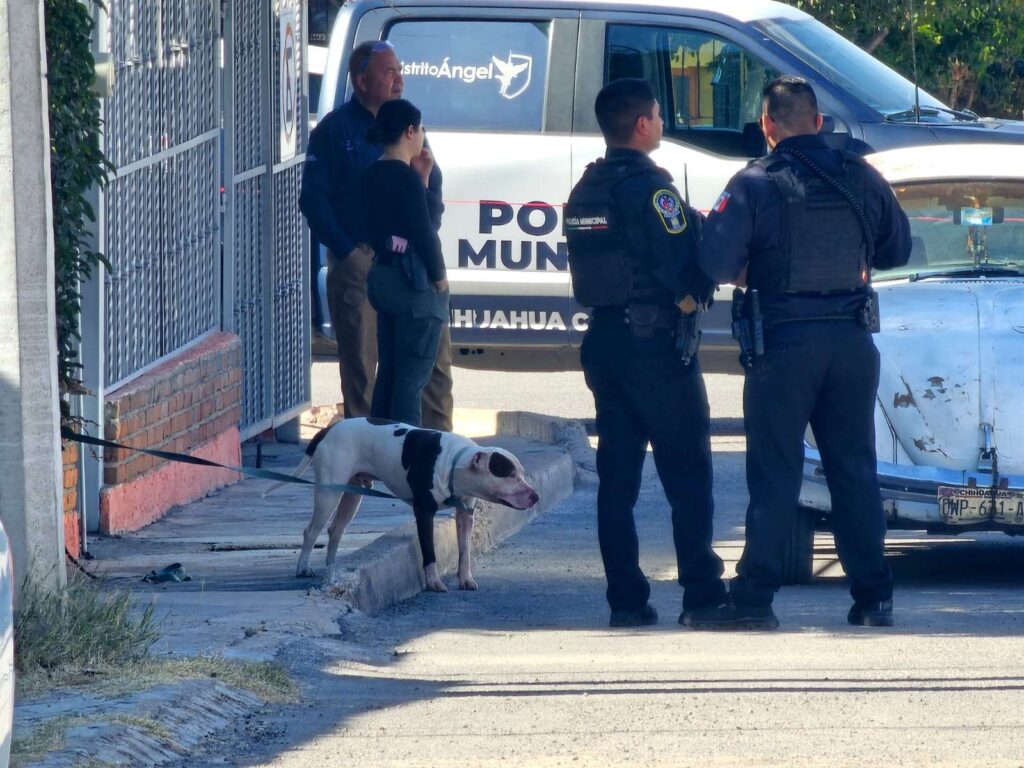 Adulto mayor muere tras caída y ataque de pitbull en Chihuahua