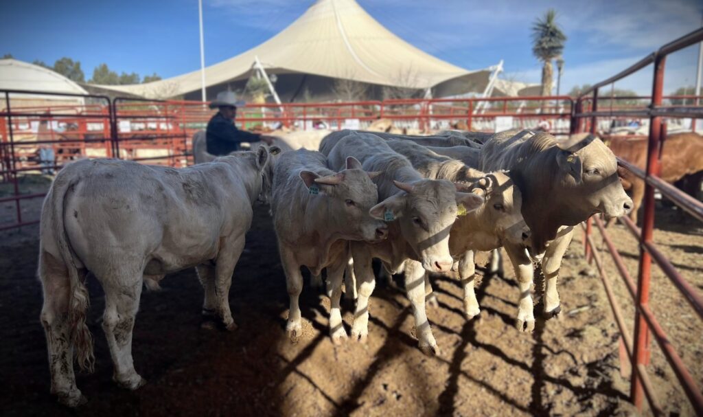 Durango va por el mercado nacional e internacional de la carne