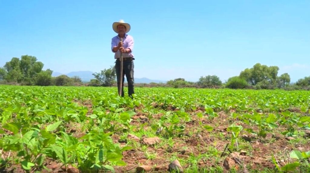 Producción para el Bienestar y Fertilizantes beneficiarán a 30 mil productores de frijol en Durango