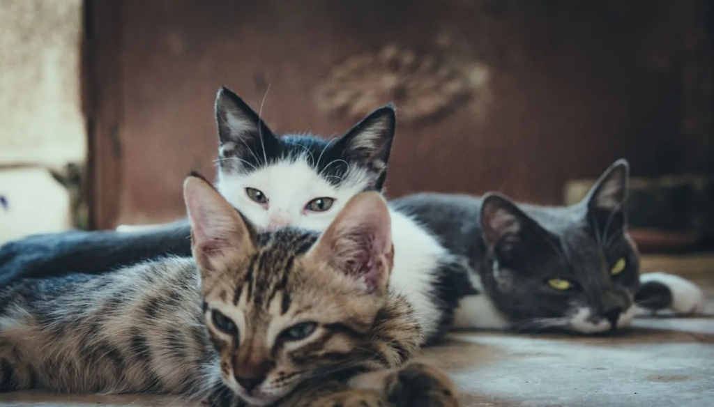 Día del Gato por qué se celebra el 20 de febrero