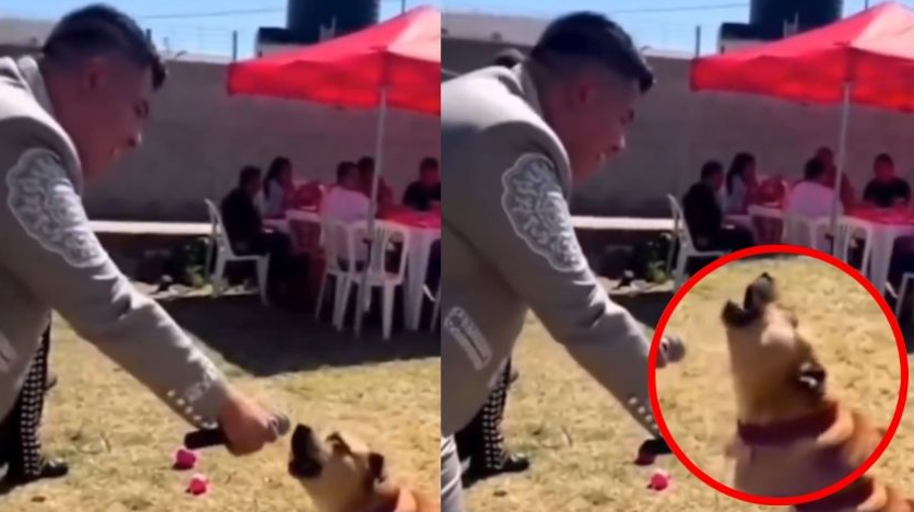Perrito Mariachi Canta al Desamor y Conquista Internet