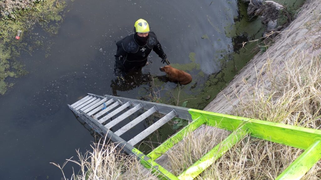 Rescatan Bomberos de Durango a dos perritos que cayeron al canal del Arroyo Seco