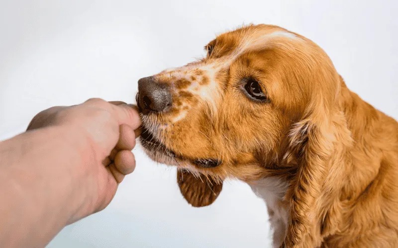 Ciencia veterinaria crea píldora antienvejecimiento para perros