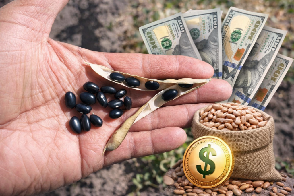 Frijol en dólares: opción de mercado para el campo duranguense