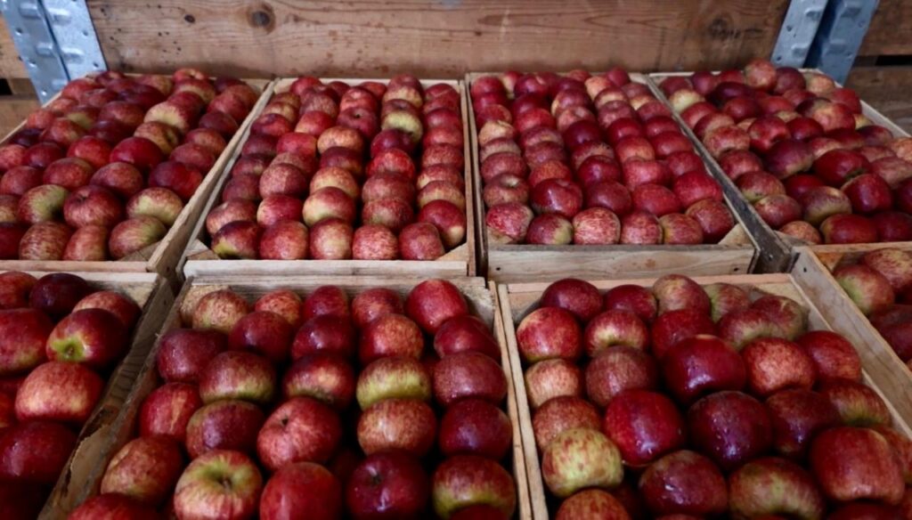 Manzana de Durango enfrenta caída en producción, pero productores aseguran que puede salvarse