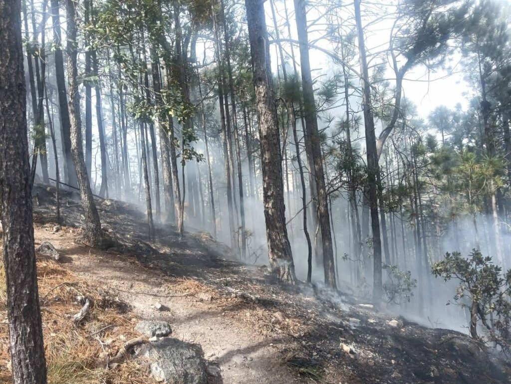 Previenen y controlan conato forestal