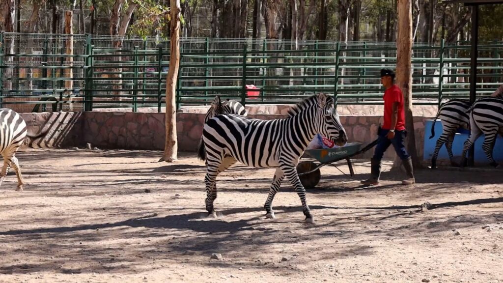Zoológico Sahuatoba invita al Día de la Familia con actividades, regalos y más