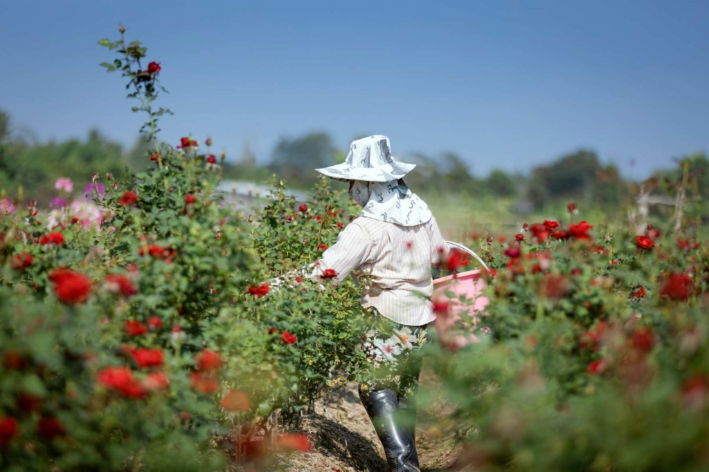 San Valentín florece en México con producción millonaria del campo