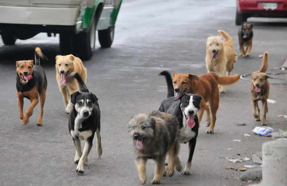 Más de 100 mil perros callejeros evidencian falla en conciencia social: Salud Pública