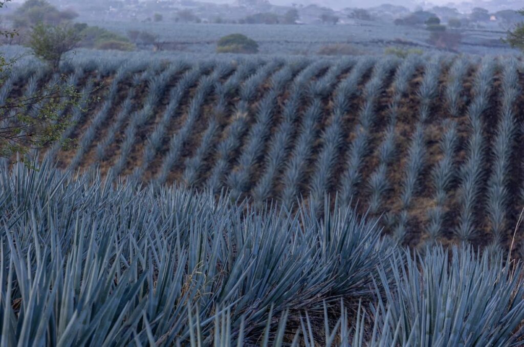 Certificación Agave Responsable Social supera 200 mil toneladas comercializadas por productores tradicionales