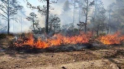 Control de incendios en la Sierra Tarahumara: Basaseachi bajo control