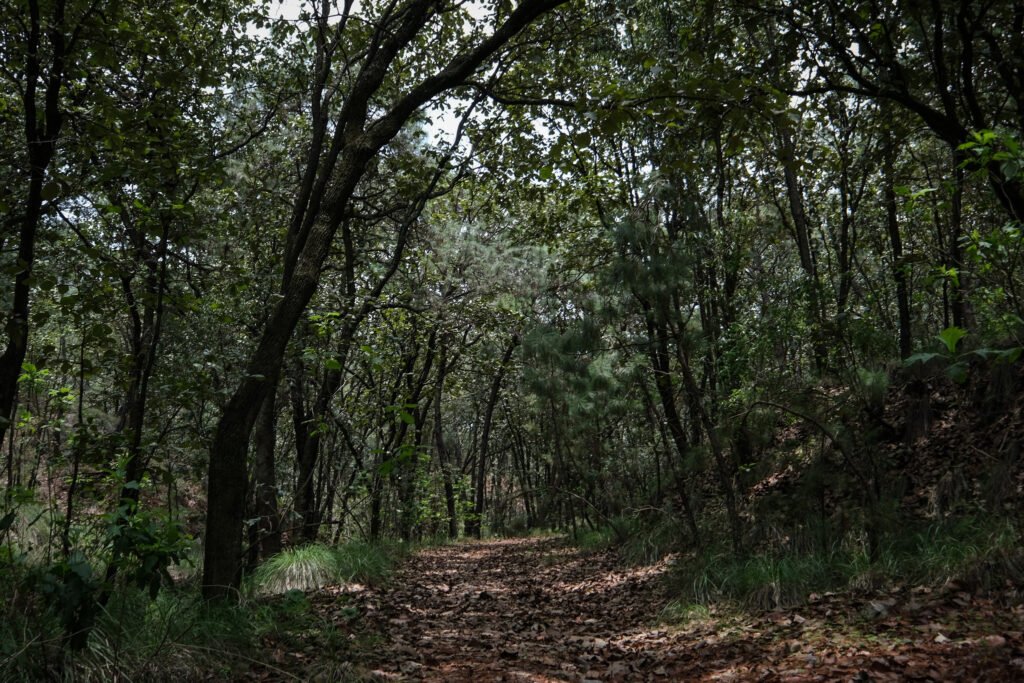 Piden extremar precauciones para evitar incendios en el Bosque La Primavera