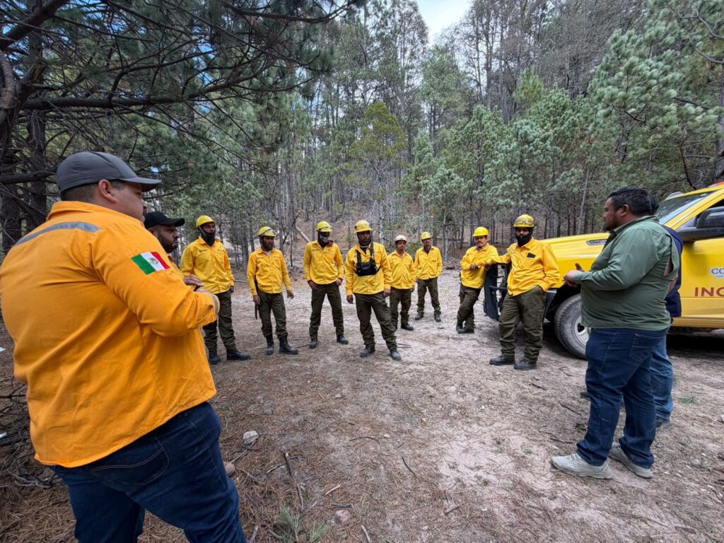 Otáez en alerta por presencia de gusano descortezador; autoridades piden apoyo urgente
