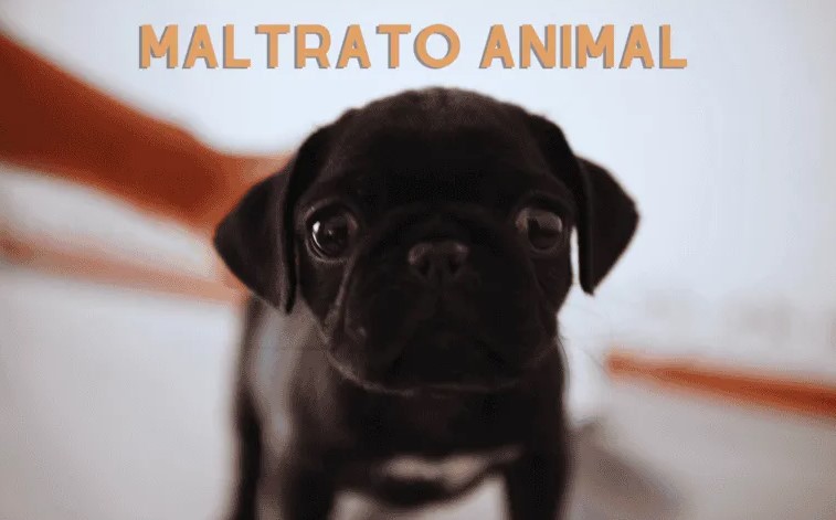 Proponen pérdida de patria potestad por maltrato animal