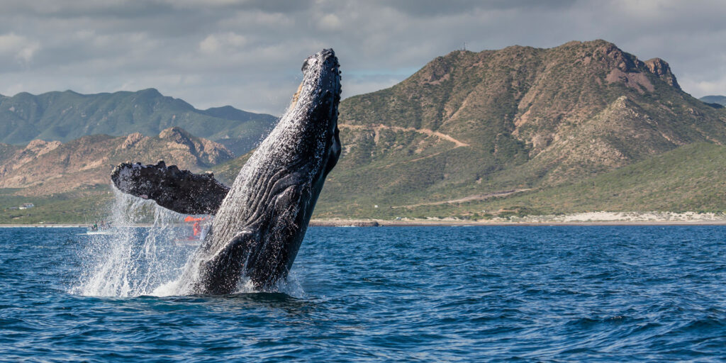 Cancelan proyecto de gas en el Golfo de California para proteger a las ballenas