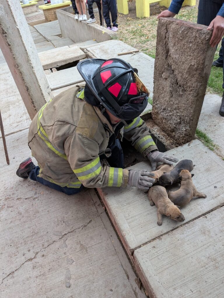 Rescatan a perrita y seis cachorros atrapados en desagüe en Fovissste Primero de Mayo