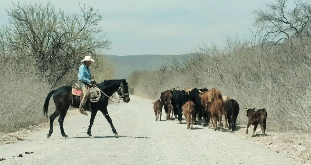 Ganaderos de Durango señalan competencia desleal por sobreoferta y carne de dudosa procedencia