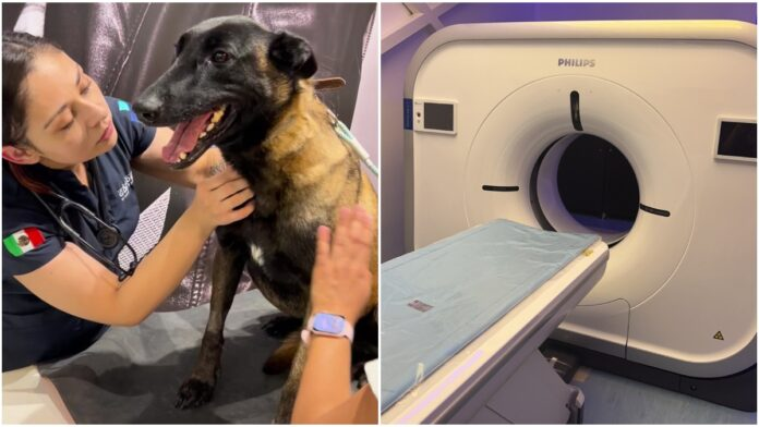 México estrena tomógrafo con IA para animales