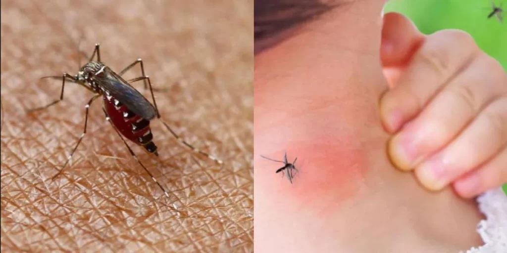 México registra 973 casos de dengue en lo que va de marzo