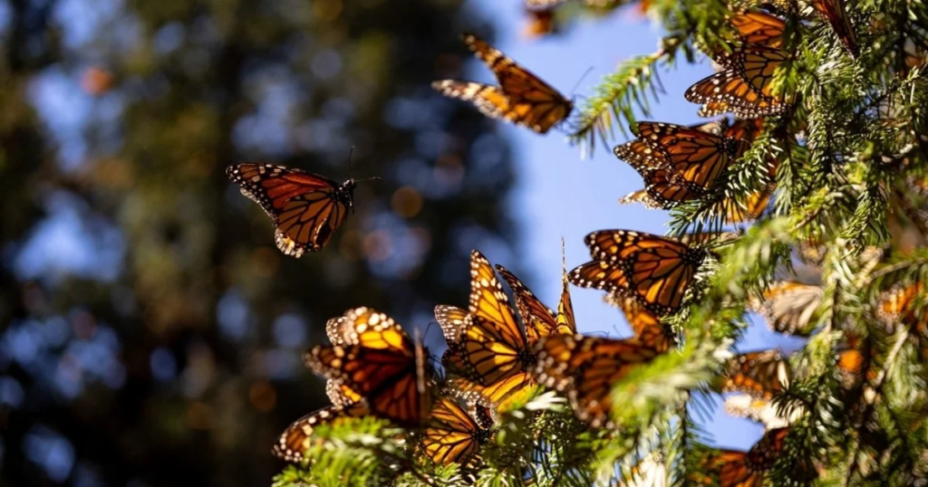 Crece la mariposa monarca y México busca defenderla en el T-MEC
