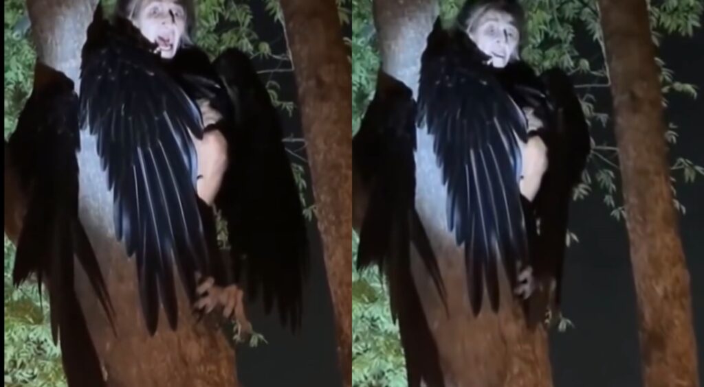Captan en VIDEO a una supuesta bruja con cuerpo de pájaro en un árbol